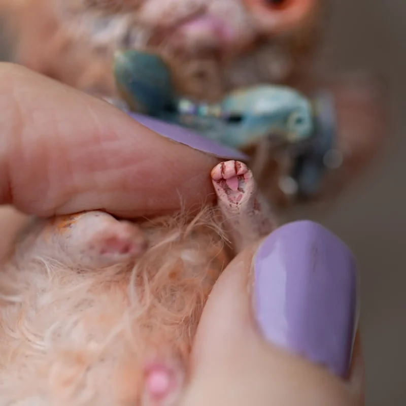 Лапка игрушечного кота в человеческой руке. Лапка крошечная и помещается между двух пальцев. Лапка рыжего цвета, а подушечки нежно-розовые.